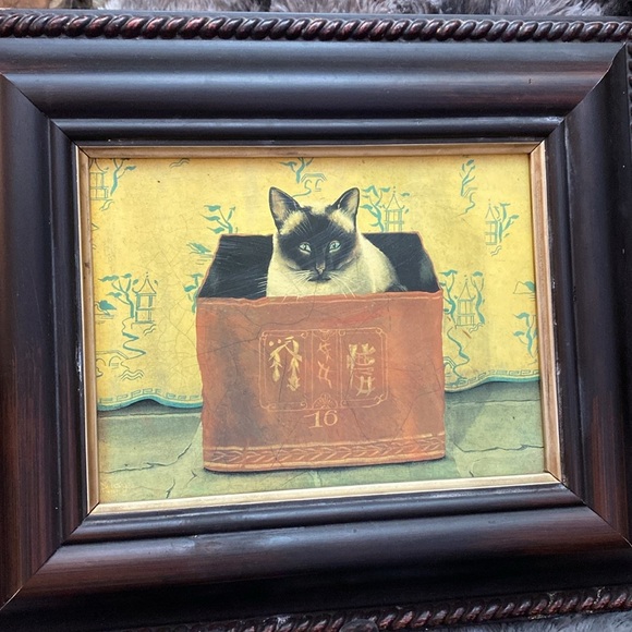 2 Miss Meka Cat Picture Paul Stagg The Bombay Company Stephanie Hoppen - Picture 15 of 16